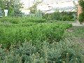увеличить Хвойный дворик в Шахтах