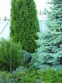 увеличить Хвойный дворик в Шахтах