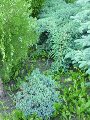 увеличить Хвойный дворик в Шахтах